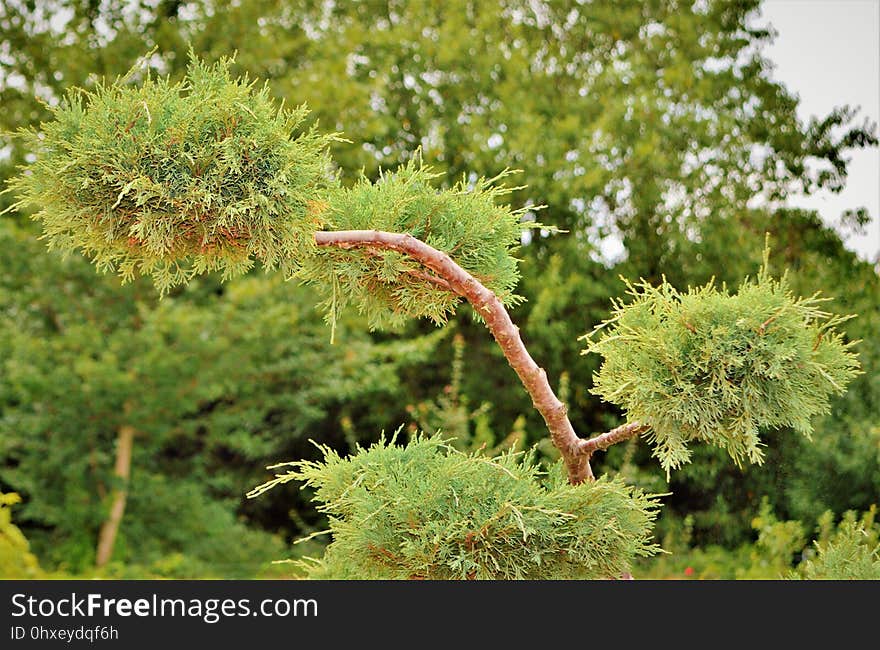 Vegetation, Flora, Plant, Tree