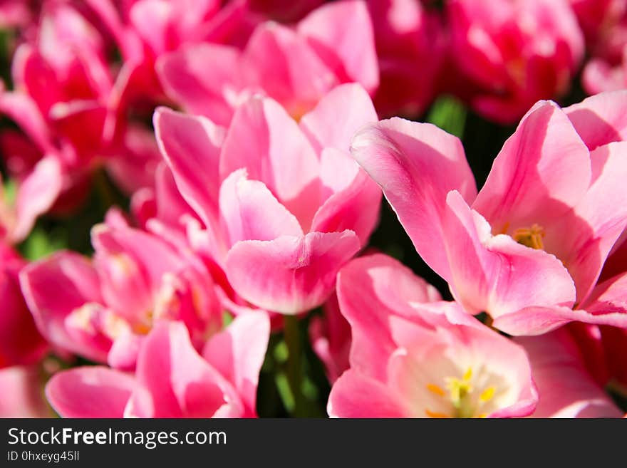 Flower, Pink, Flowering Plant, Plant