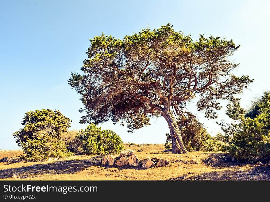 Tree, Vegetation, Woody Plant, Sky