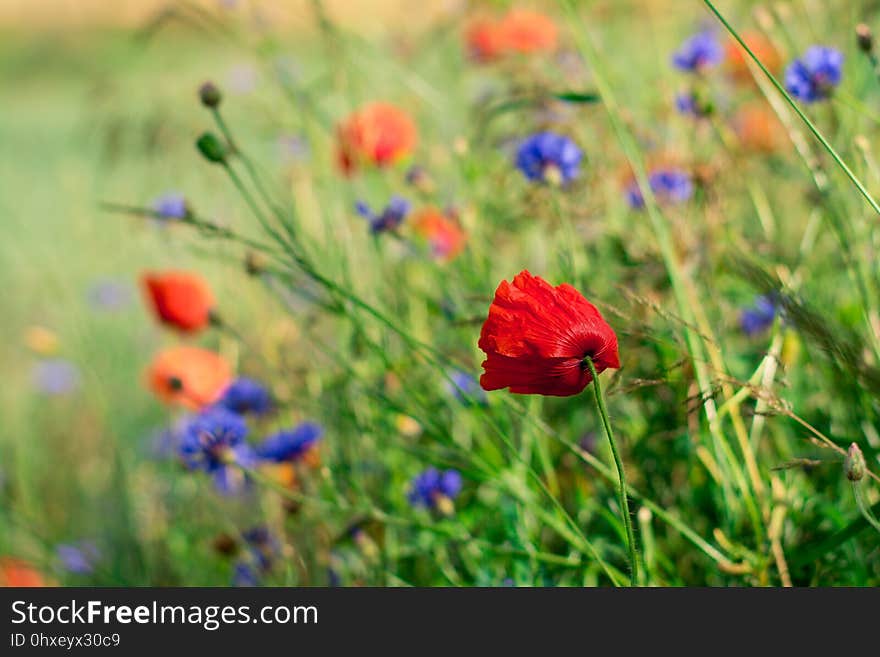 Flower, Wildflower, Meadow, Ecosystem