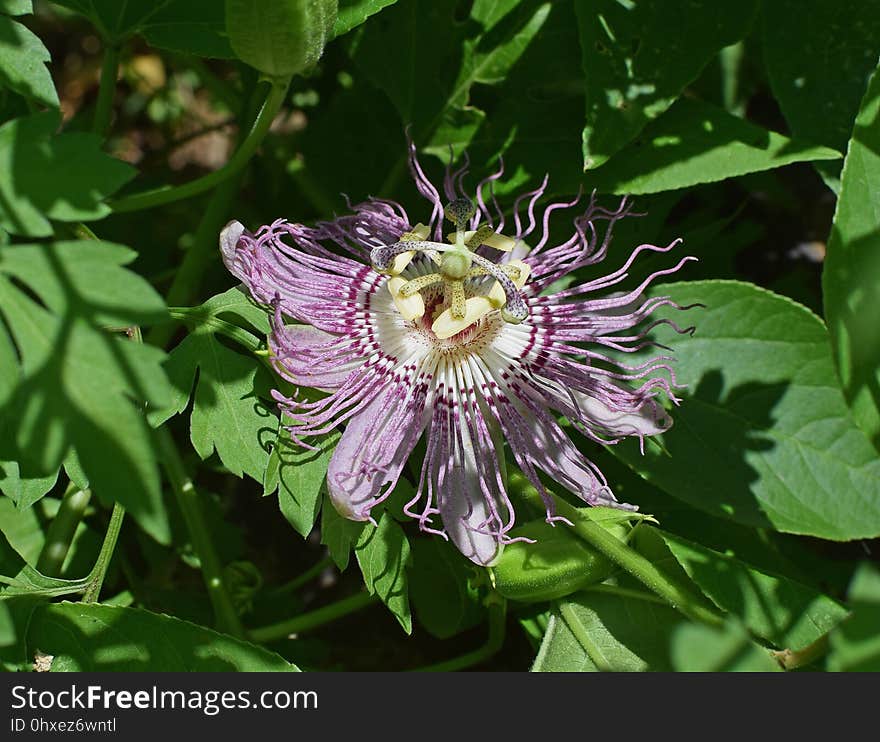 Flower, Plant, Passion Flower, Purple Passionflower