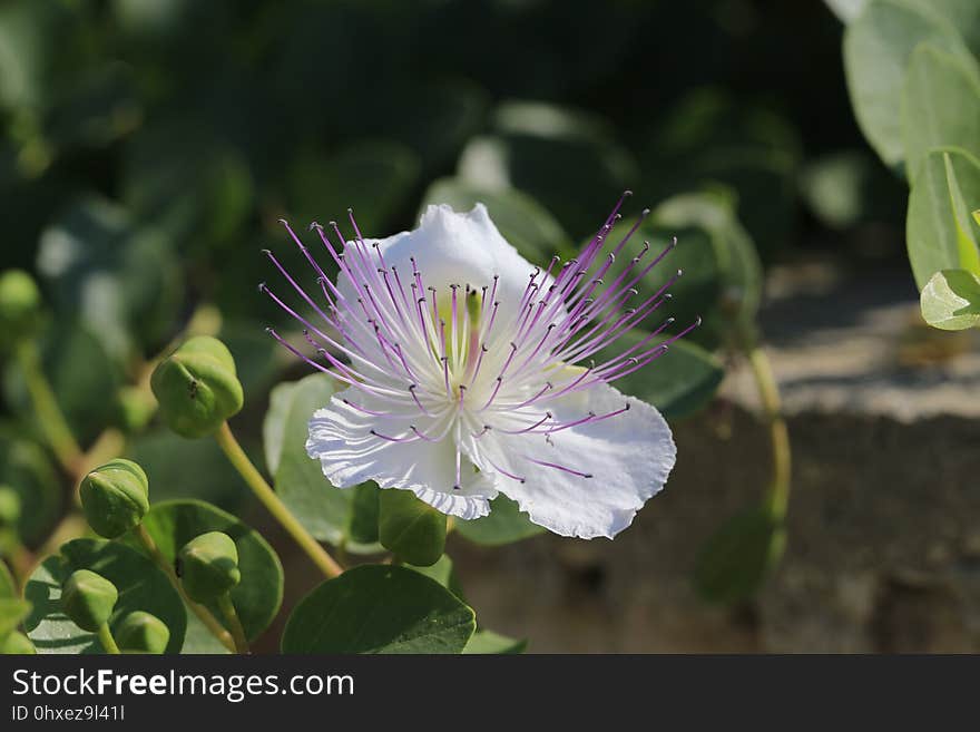 Flower, Plant, Flora, Caper Family