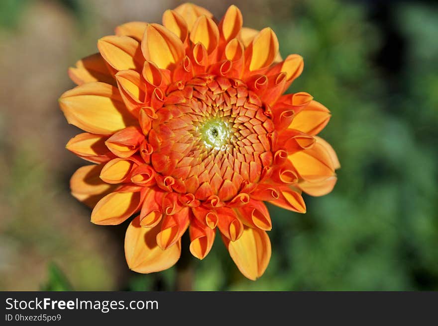 Flower, Flora, Daisy Family, Plant