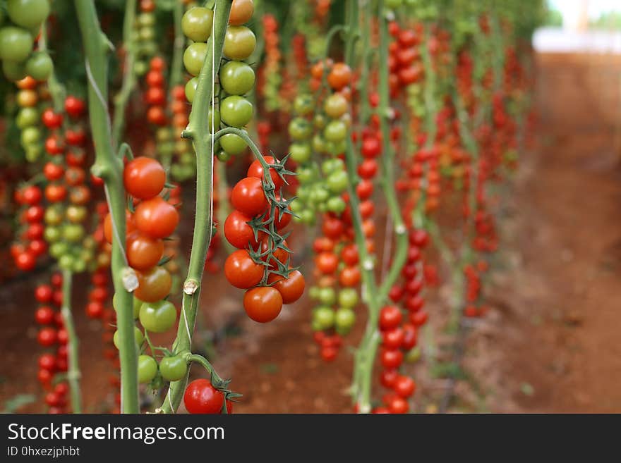 Natural Foods, Local Food, Fruit, Tomato