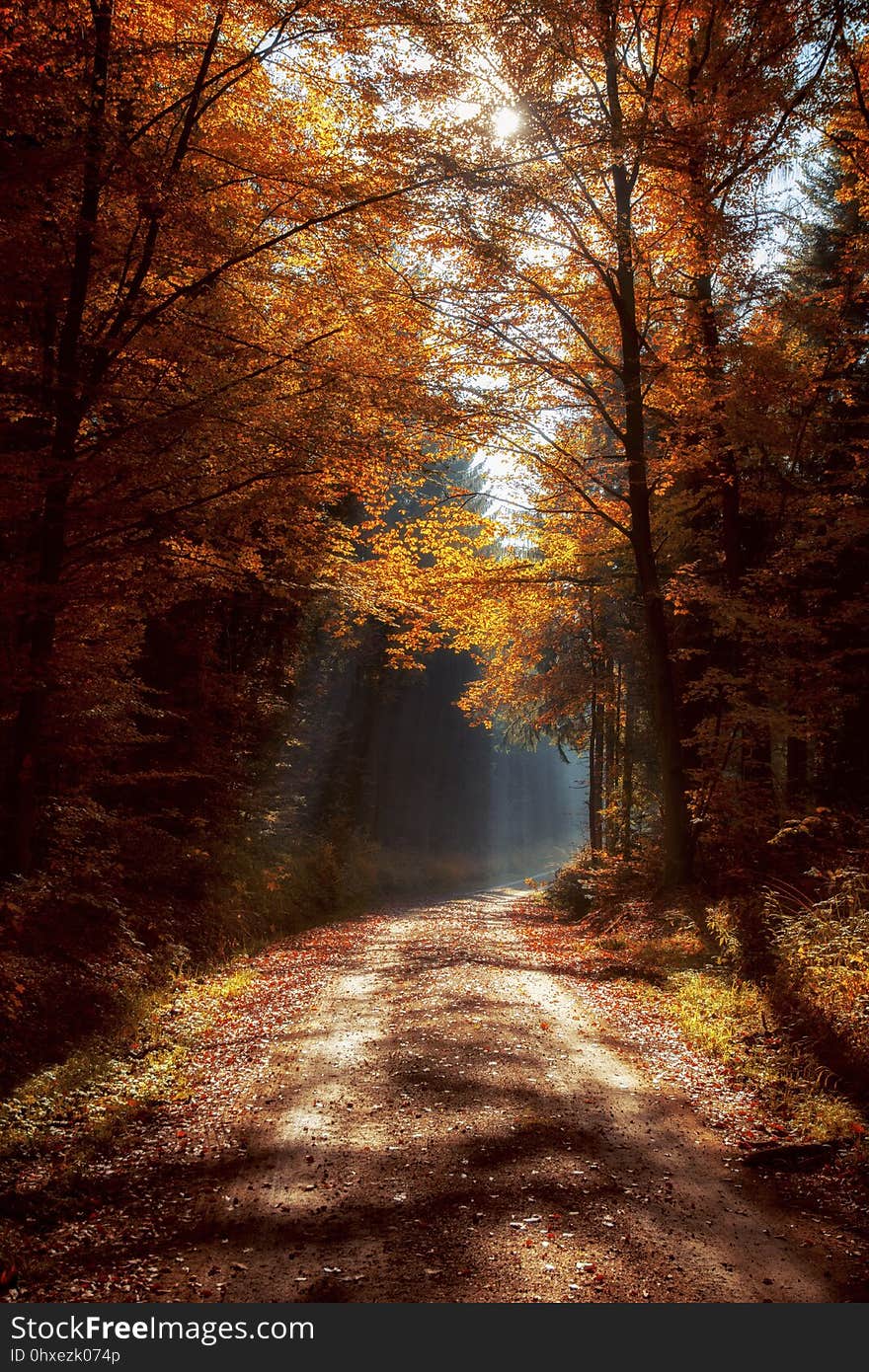 Nature, Woodland, Autumn, Forest