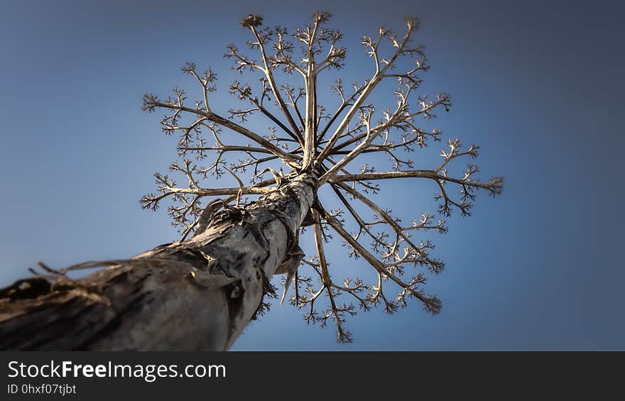 Tree, Branch, Sky, Twig