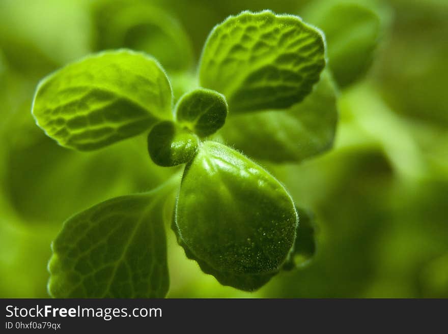 Green, Leaf, Close Up, Water