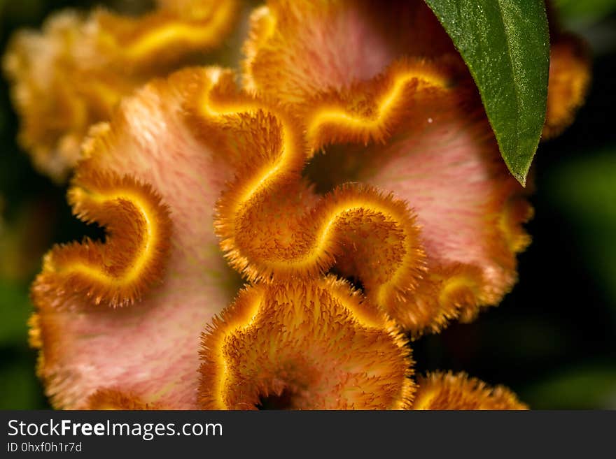 Flower, Flora, Close Up, Macro Photography