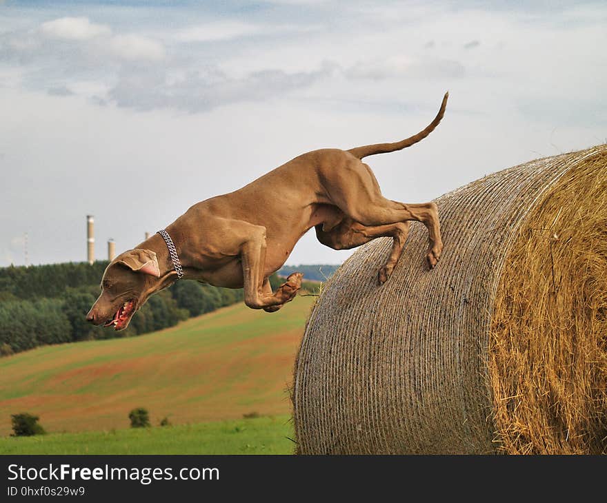 Ecosystem, Fauna, Dog, Grassland