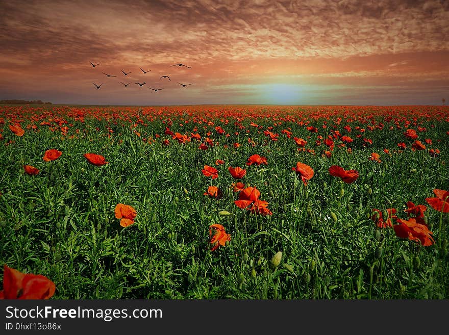 Field, Sky, Ecosystem, Wildflower