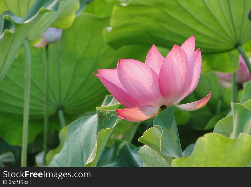 Flower, Plant, Lotus, Sacred Lotus