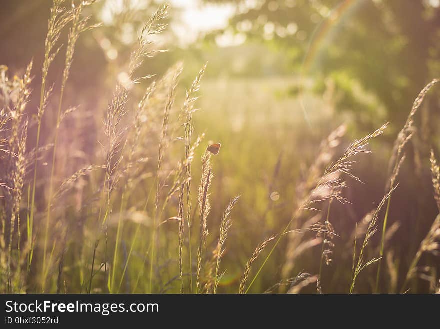 Grass, Vegetation, Ecosystem, Sunlight