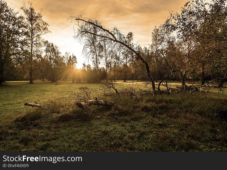 Nature, Tree, Grass, Sky