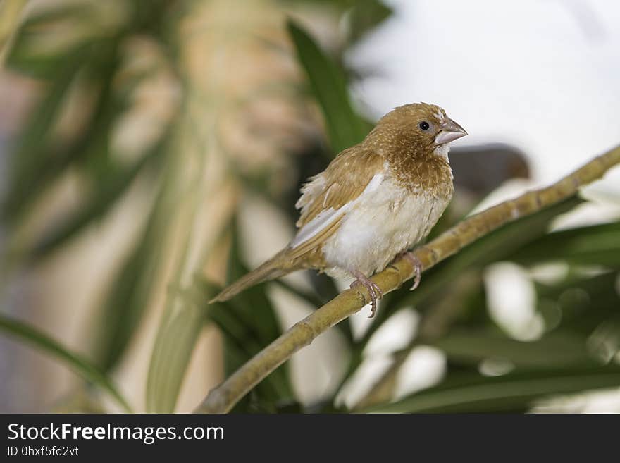 Bird, Fauna, Beak, Finch