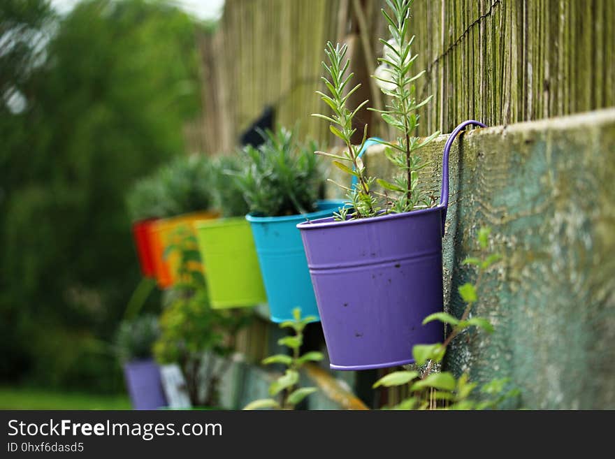 Green, Plant, Flora, Garden