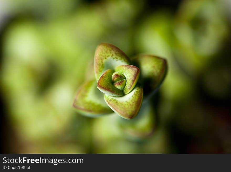 Flora, Macro Photography, Plant, Close Up