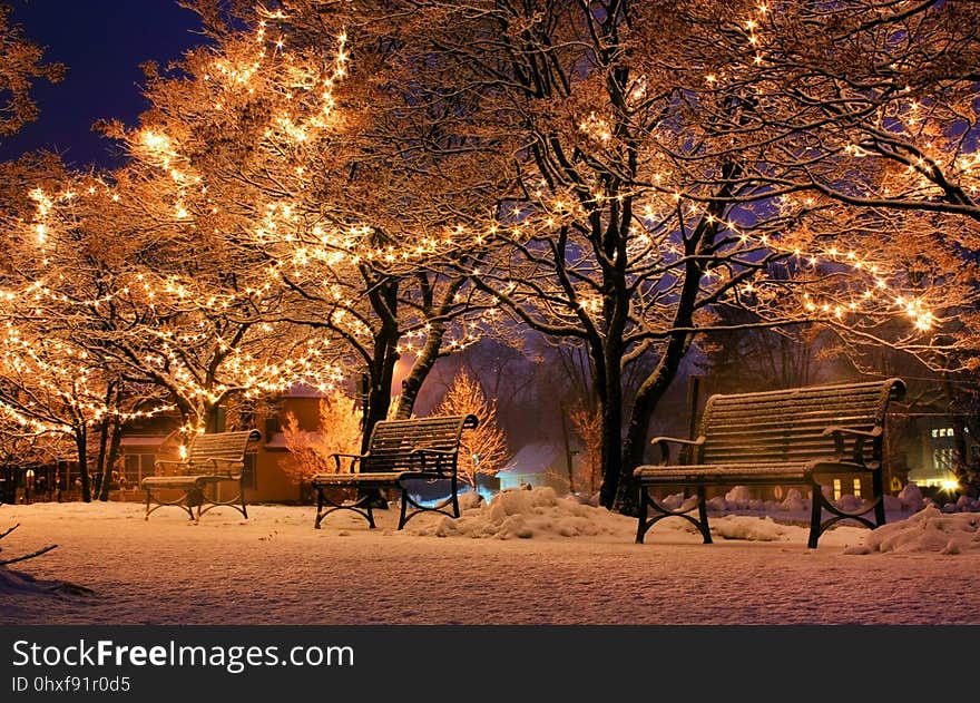 Winter, Nature, Snow, Branch