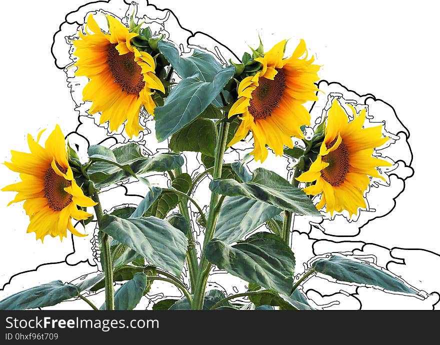 Flower, Sunflower, Flowering Plant, Plant