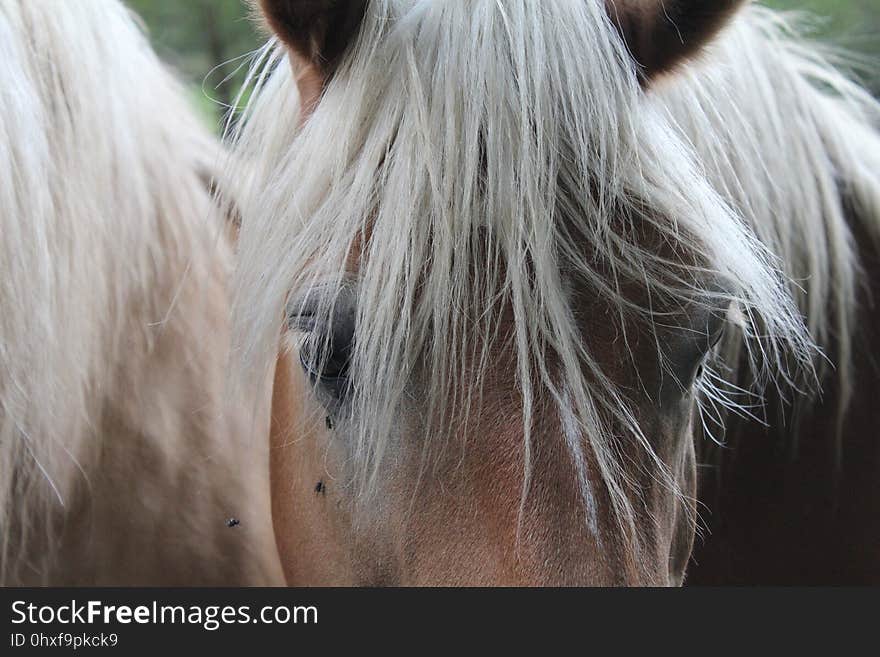 Hair, Horse, Mane, Horse Like Mammal