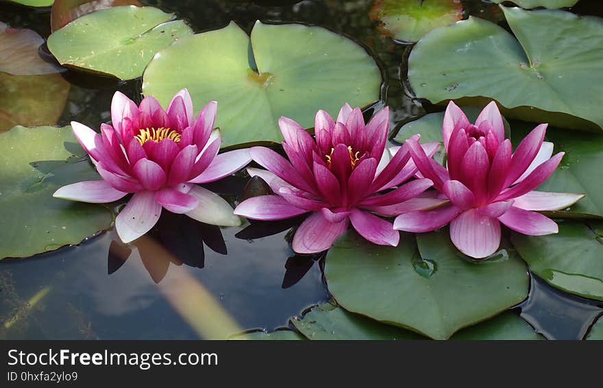 Flower, Plant, Flora, Sacred Lotus