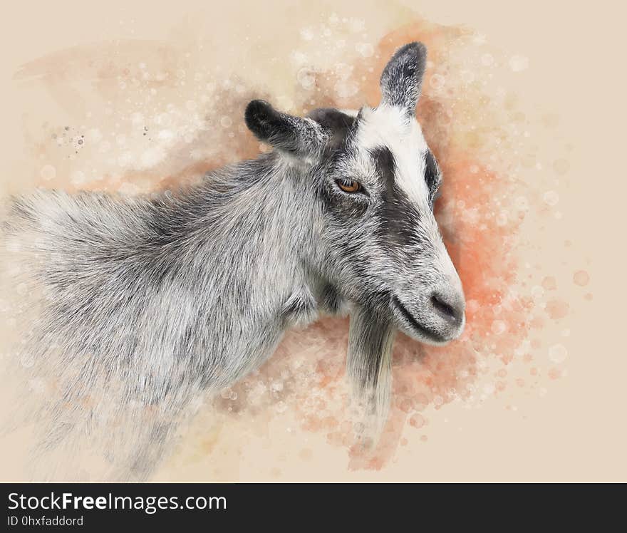 Goats, Fauna, Wildlife, Horn