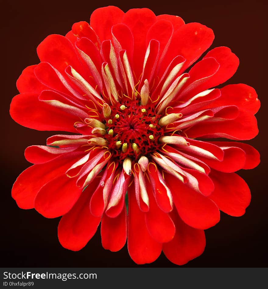 Flower, Red, Petal, Close Up