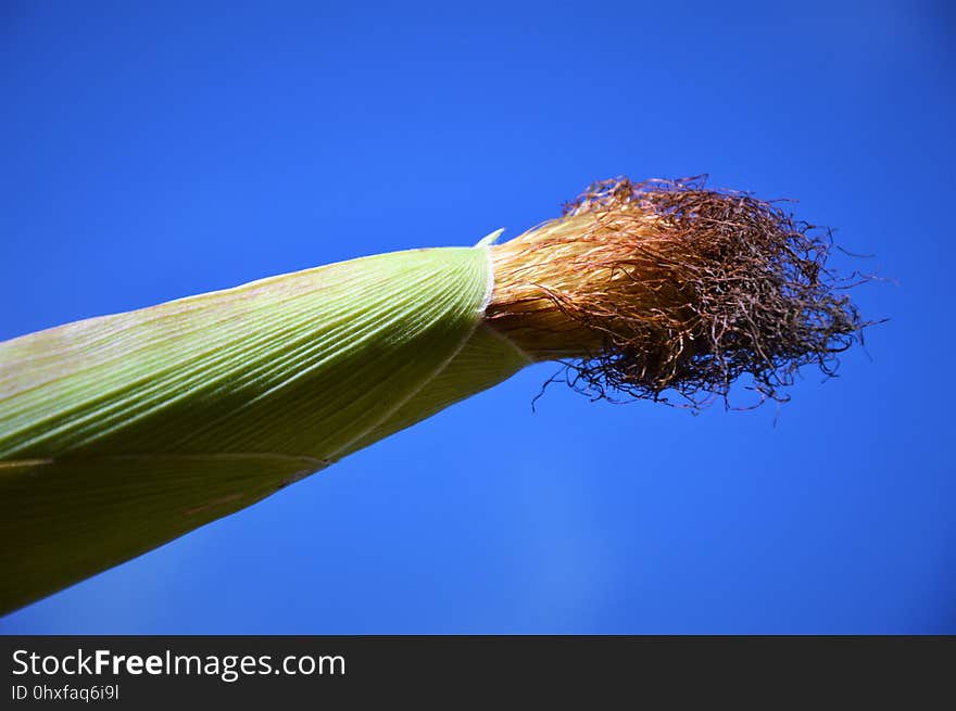 Sky, Close Up, Grass, Grass Family