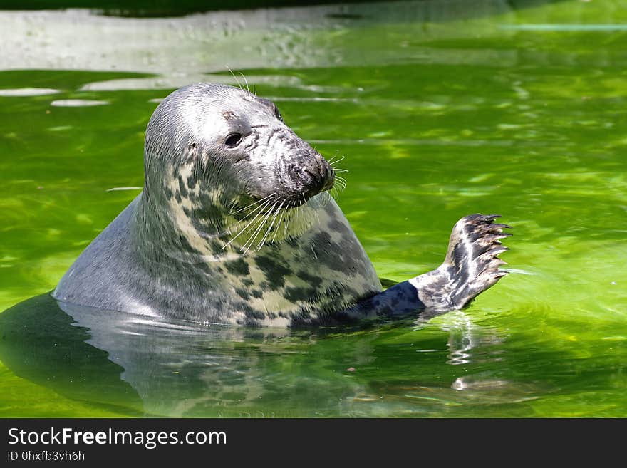 Harbor Seal, Mammal, Fauna, Water