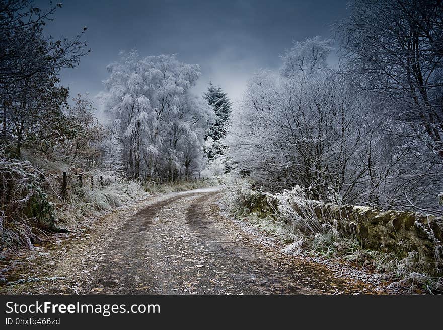 Winter, Sky, Tree, Snow