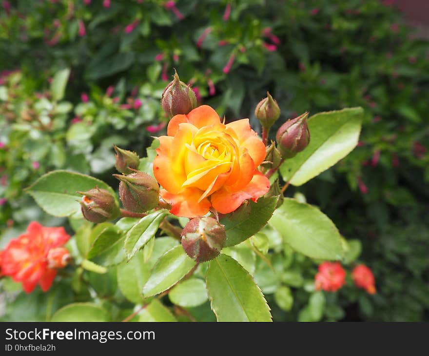 Flower, Plant, Rose Family, Flowering Plant