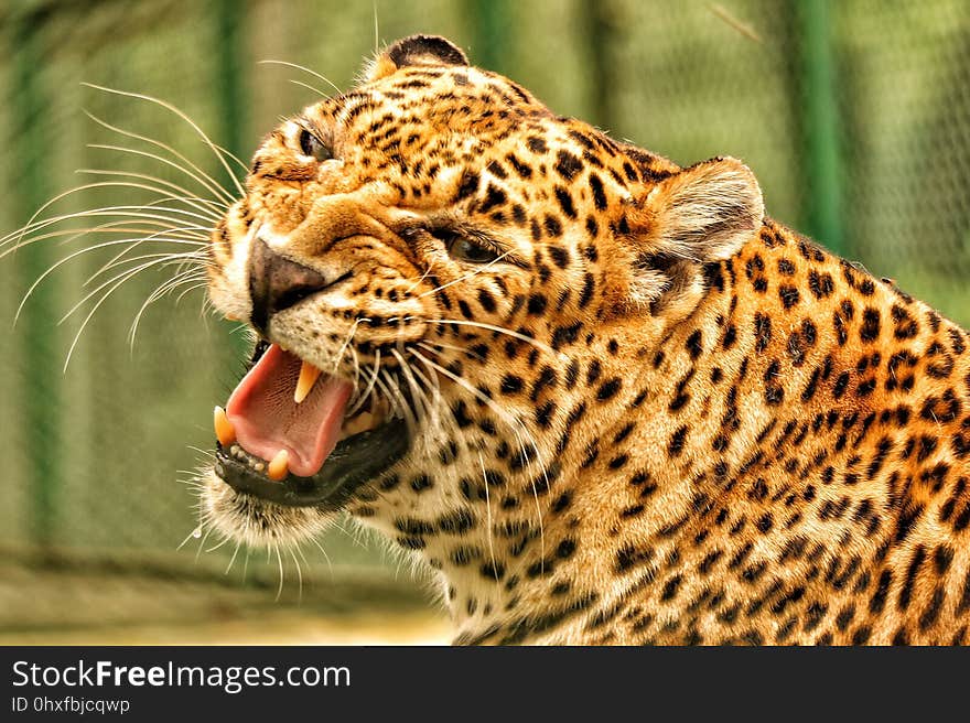 Leopard, Wildlife, Terrestrial Animal, Jaguar