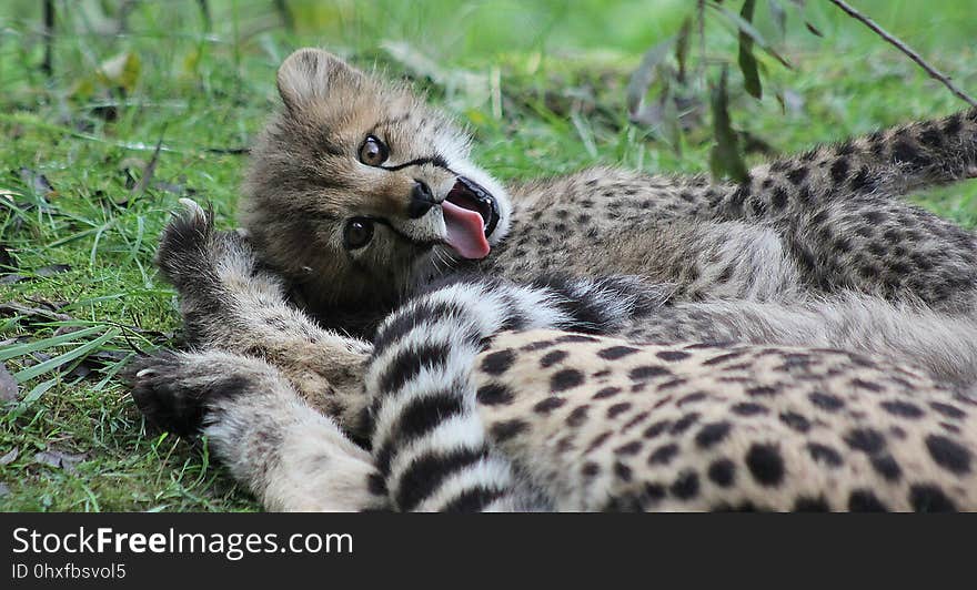 Cheetah, Terrestrial Animal, Wildlife, Mammal