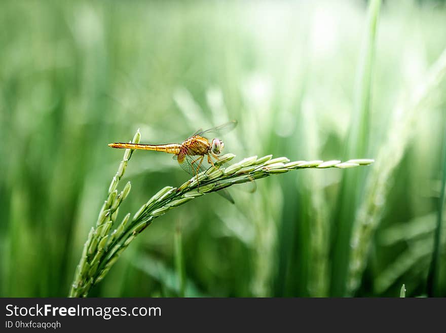 Insect, Dragonfly, Dragonflies And Damseflies, Grass