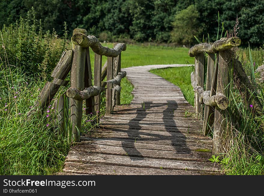 Path, Tree, Vegetation, Plant