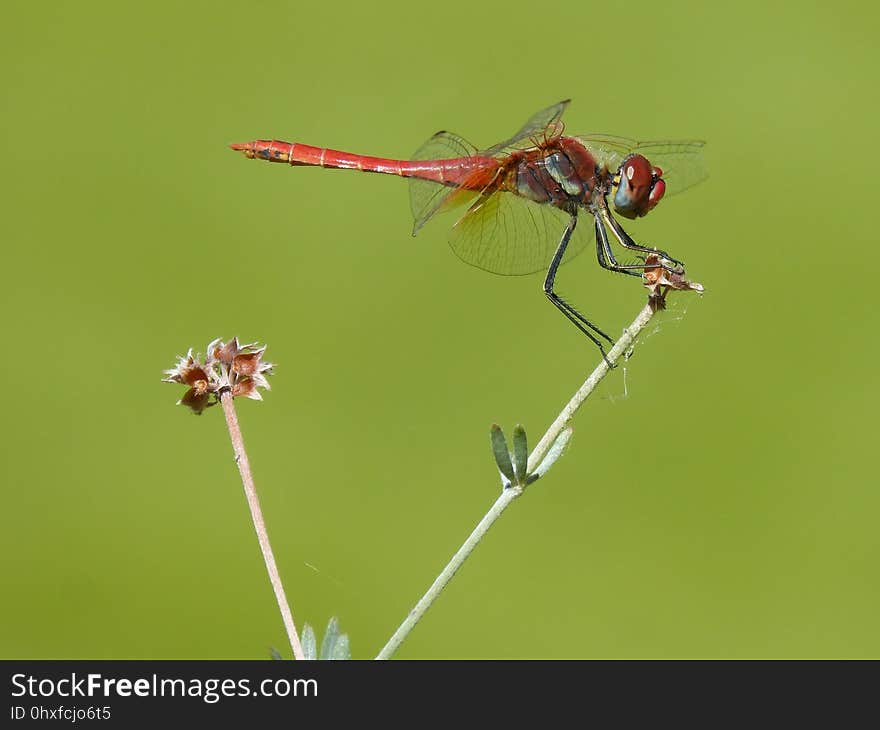 Insect, Dragonfly, Dragonflies And Damseflies, Invertebrate