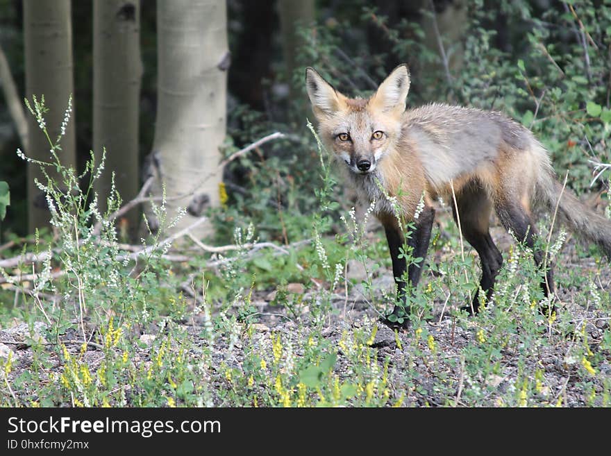 Wildlife, Fauna, Mammal, Fox