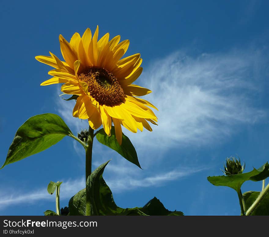 Flower, Sunflower, Sky, Yellow