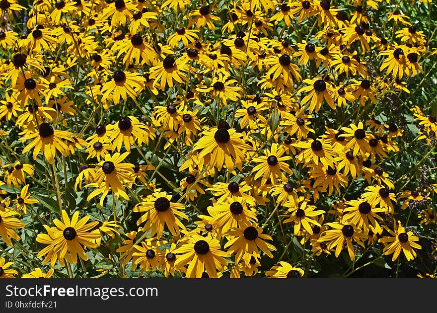 Flower, Yellow, Plant, Flora