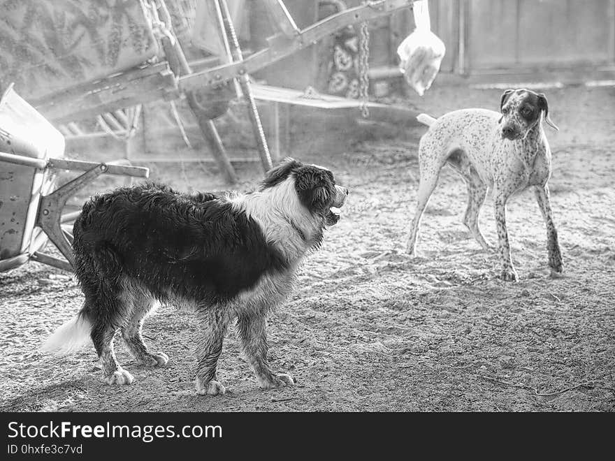 Dog, Black And White, Dog Like Mammal, Dog Breed