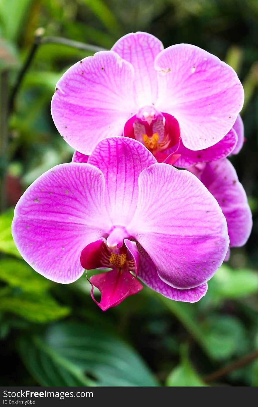 Flower, Pink, Flowering Plant, Flora