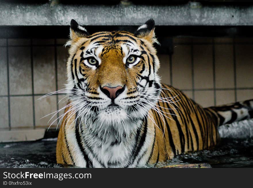 Tiger, Wildlife, Mammal, Fauna