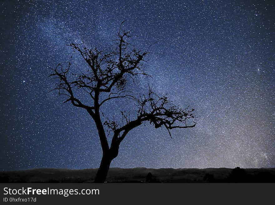 Sky, Tree, Nature, Woody Plant