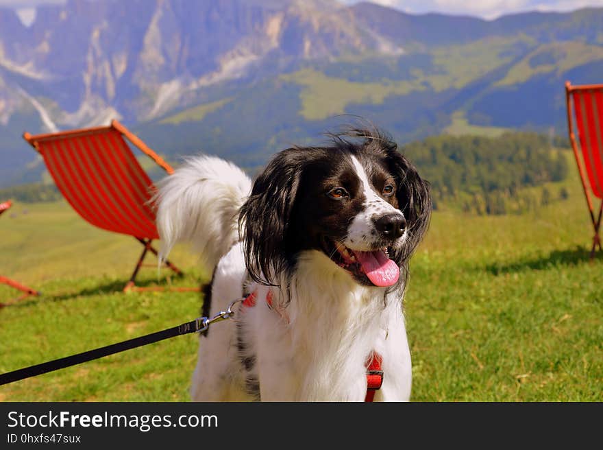 Dog Breed, Dog, Landseer, Grass