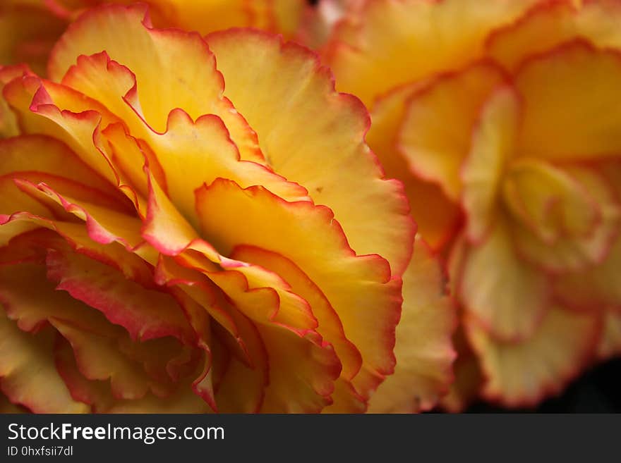 Flower, Yellow, Petal, Close Up