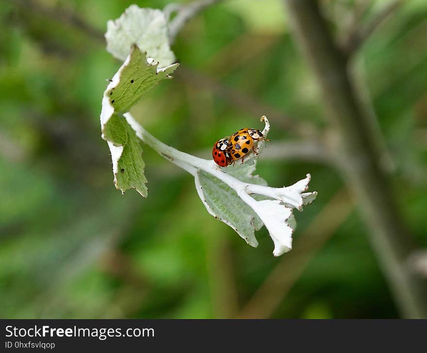 Insect, Flora, Macro Photography, Flower