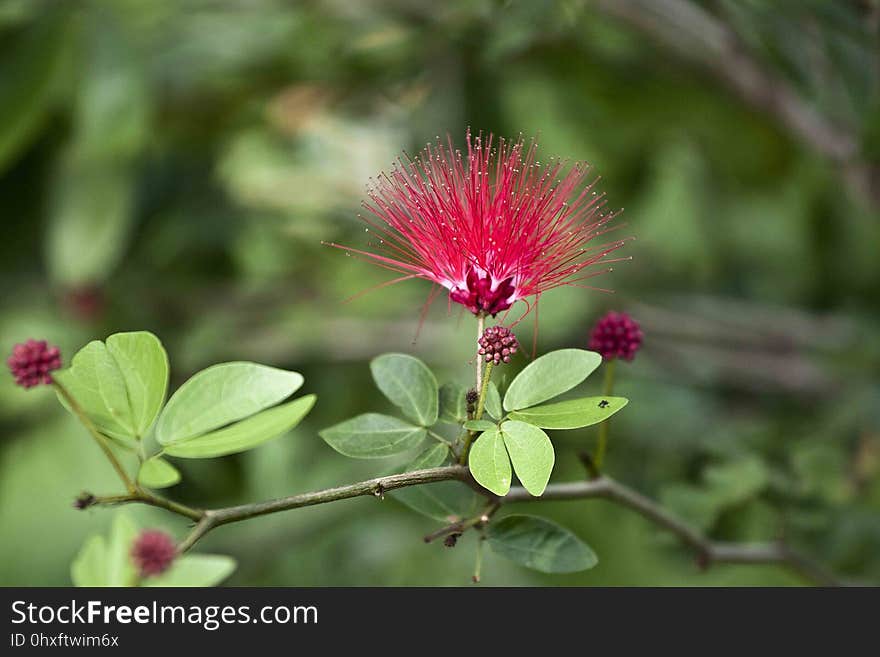 Flora, Vegetation, Plant, Flower