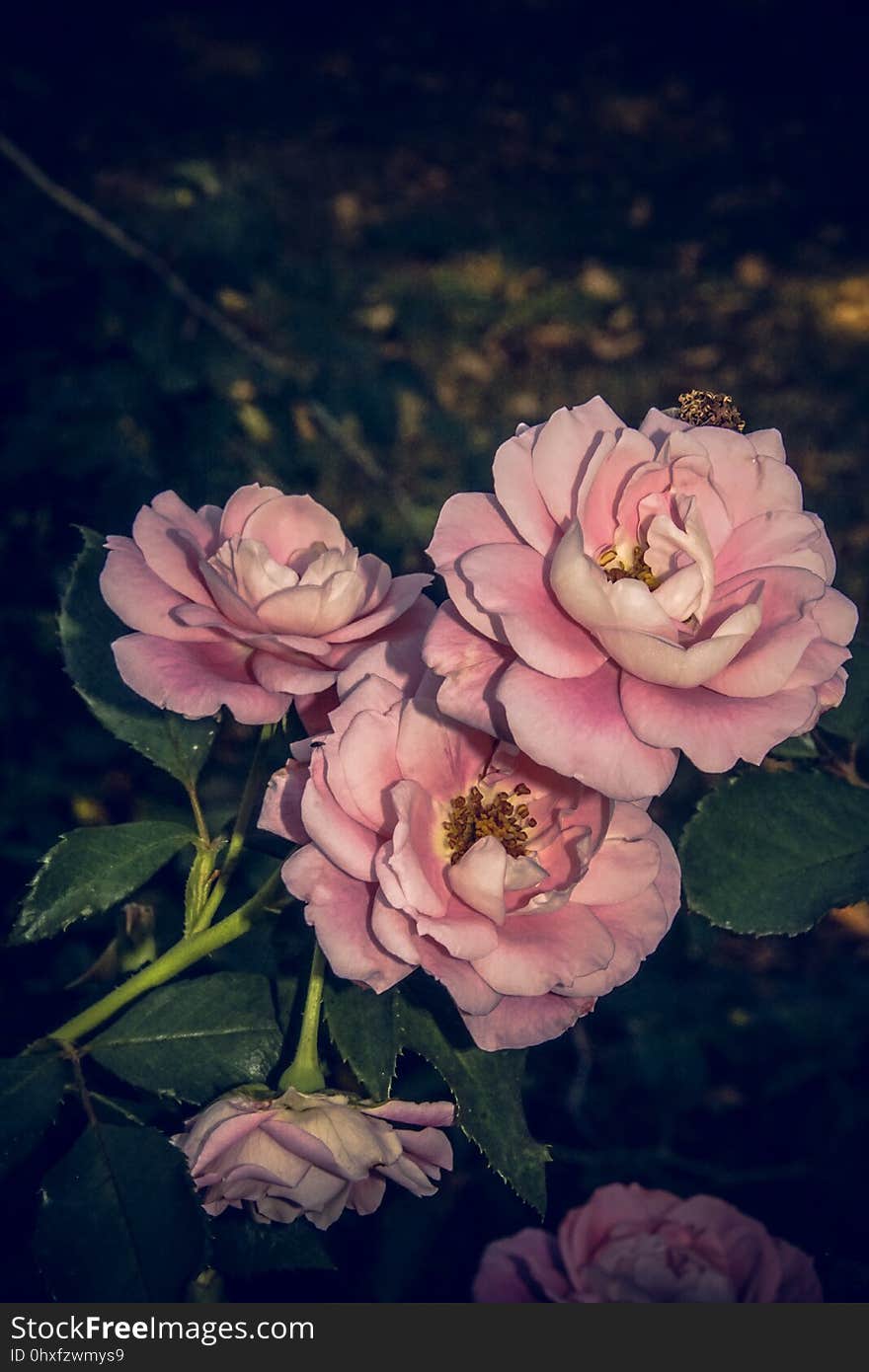 Flower, Pink, Rose Family, Rose