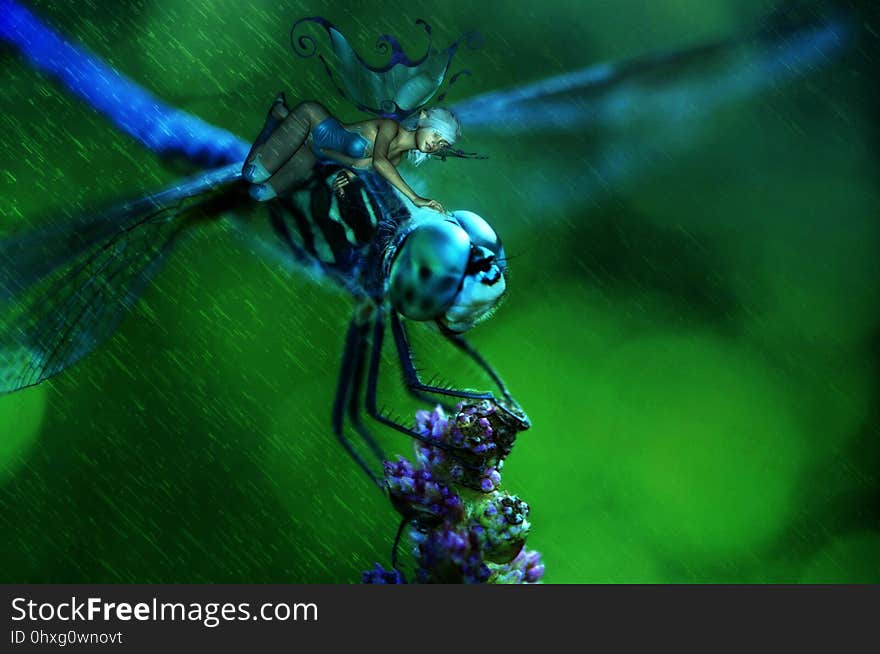 Dragonfly, Insect, Dragonflies And Damseflies, Invertebrate