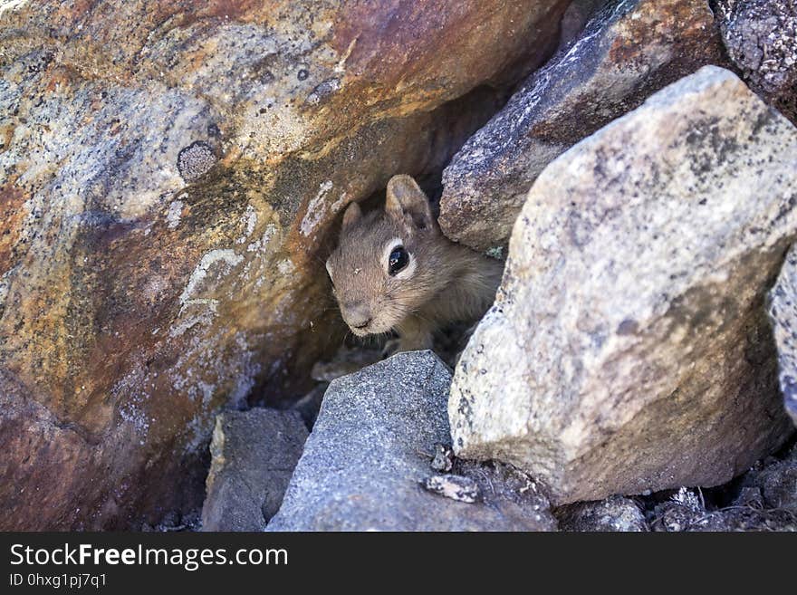 Mammal, Fauna, Squirrel, Rodent