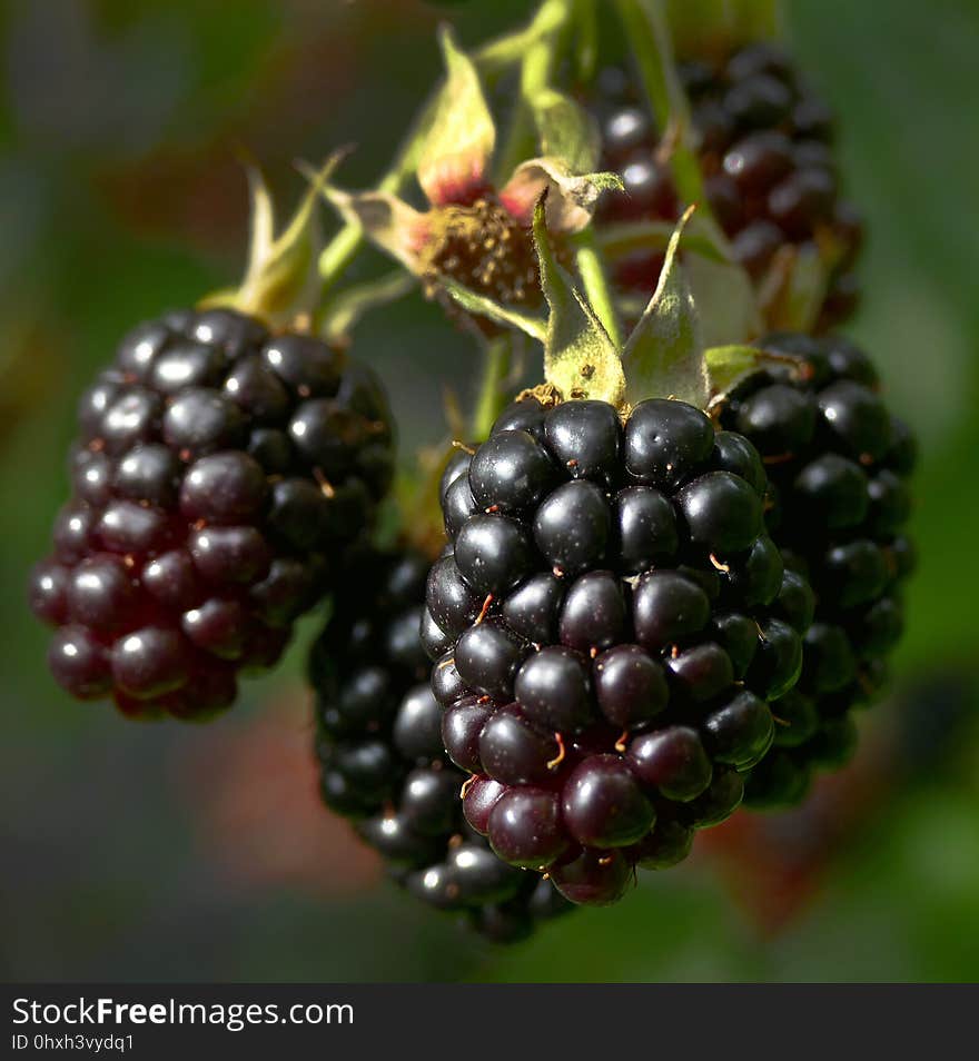 Blackberry, Berry, Boysenberry, Raspberries Blackberries And Dewberries